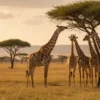 Masai Mara vs Serengeti: Which Safari Destination Should You Choose?