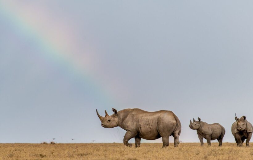 7-Day Kenya Safari Adventure