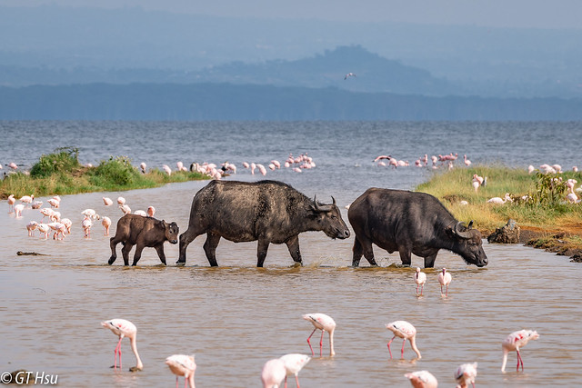Lake Nakuru National Park Safari