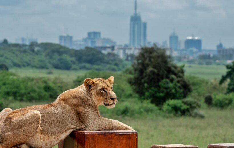 Half-Day Game Drive Nairobi National Park Tour