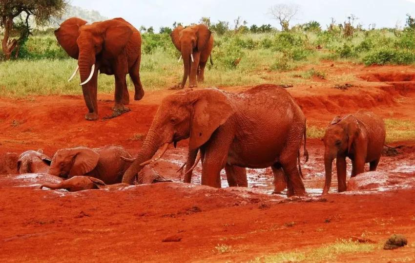 The two day Tsavo East safari from Mombasa is one of the shortest safaris you can take from Mombasa. The safari takes you to the largest national park in Kenya to try and spot as many wild animals as possible within the short duration you have for the safari. With a good driver and some degree of luck, it’s possible to spot lots of animals on this safari. The safari can start from Mombasa airport or any Mombasa city centre hotel. The safari can also start and end in any North coast beach hotel or Diani beach hotel. We can pick you up from your location at no extra cost.