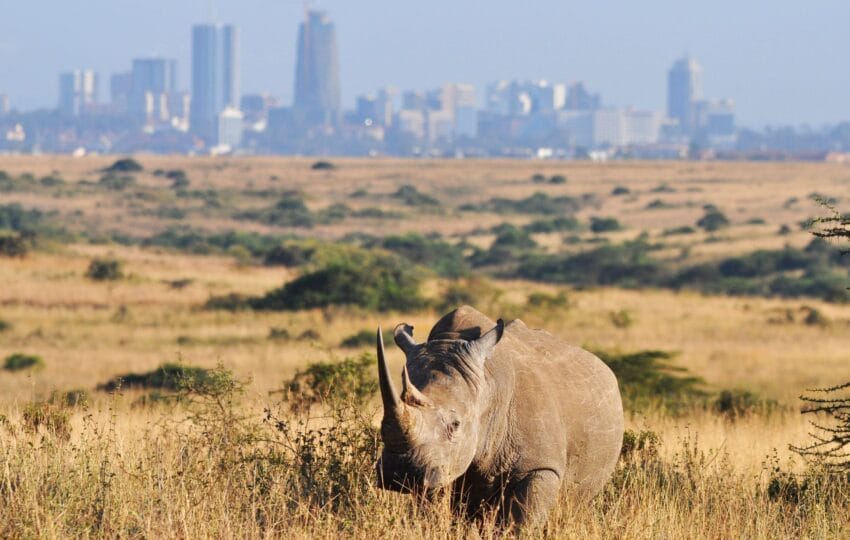 Discover the vibrant heart of Kenya with our 1-day Nairobi city excursion. This is the perfect way to experience the best of Nairobi in one day. You’ll be immersed in the city’s rich culture, wildlife, and history. Our itinerary includes visits to iconic landmarks such as the Giraffe Centre, Carnivore Restaurant, and Nairobi National Park. Kenyans are renowned for creating lovely souvenirs, which is why we take you to a mall or craft market where you can purchase them. This is an ideal trip if you are in the capital for a short time or craving an urban safari. Contact us to customize this day trip in Nairobi to your liking.