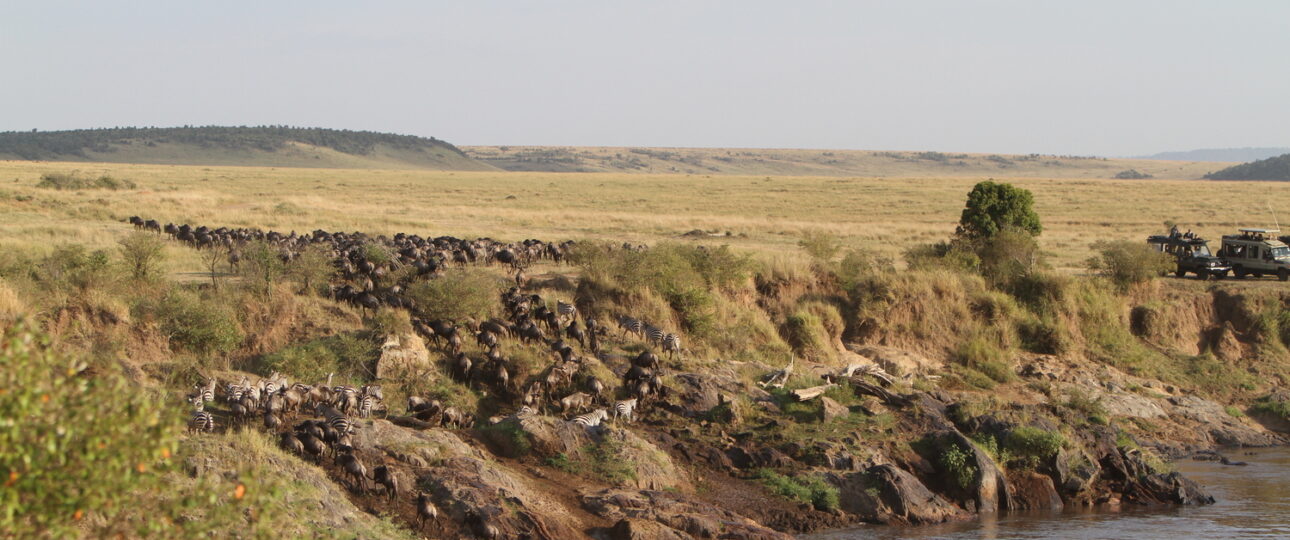 The 2026 Great Migration in Masai Mara: Your Ultimate Guide to Nature’s Greatest Show The earth trembles. Dust rises in golden clouds against the African sky. Over two million wildebeest, zebra, and gazelle thunder across the savannah in a primal rhythm that has played out for millennia. This is the Great Migration 2026, and there is no better place to witness it than Kenya’s iconic Masai Mara. If you have ever dreamed of watching predators stalk their prey, witnessing dramatic river crossings, or simply feeling the raw pulse of the wild, the Masai Mara National Reserve safari packages offered by Trunktrails Safaris will turn that dream into reality. What Makes the Great Migration 2026 So Special? The Great Migration is not just a wildlife event. It is the largest overland migration on the planet. Every year, millions of herbivores move in a continuous loop between Tanzania’s Serengeti and Kenya’s Masai Mara, following the rains and fresh grazing. The 2026 season promises to be exceptional, with early rainfall patterns suggesting lush grasslands and abundant wildlife activity. Why the Masai Mara? While the Serengeti hosts the migration for much of the year, the Masai Mara becomes the stage for the most dramatic chapters. From July through October, the herds cross into Kenya, and the Mara River becomes a theater of survival. Crocodiles wait in the murky waters. Lions patrol the banks. The wildebeest must cross or starve. The Masai Mara National Reserve covers 1,510 square kilometers of rolling grassland, acacia-dotted plains, and riverine forests. It is home to the Big Five (lion, leopard, elephant, buffalo, and rhino) and boasts one of the highest concentrations of predators in Africa. When the migration arrives, the Mara transforms into the ultimate safari destination. Wildebeest Crossing Dates: When to Visit in 2026 Timing is everything when planning your Great Migration 2026 safari. The herds do not follow a strict calendar, but decades of observation have revealed reliable patterns. July: The first herds begin crossing the Mara River. Early July is quieter, with smaller groups testing the waters. By mid-July, the crossings intensify. August: Peak migration season. Hundreds of thousands of wildebeest and zebra are in the Mara. River crossings happen almost daily, often multiple times per day. This is the best month for guaranteed sightings. September: The herds are still abundant, but some begin drifting back toward the Serengeti. Crossings continue, though less frequently. The predator action remains intense. October: The tail end of the migration. Most herds have moved south, but stragglers remain. October offers fewer crowds and excellent predator sightings as lions and cheetahs capitalize on the remaining prey. For the most dramatic Masai Mara river crossing experiences, book your safari between late July and early September. Trunktrails Safaris monitors migration patterns closely and adjusts itineraries to maximize your chances of witnessing this spectacle. The Drama of the Mara River Crossings The Mara River is the migration’s most dangerous obstacle. Steep banks, strong currents, and Nile crocodiles make every crossing a life-or-death gamble. Wildebeest gather in nervous herds, sometimes for hours, before one brave individual leaps. Then chaos erupts. Thousands plunge into the water. Some are swept away. Others are dragged under by crocodiles. Calves struggle to keep up with their mothers. The air fills with grunts, splashes, and the primal sounds of survival. On the far bank, lions and hyenas wait. The crossing is not the end of the danger. It is just the beginning. Witnessing a Mara River crossing is a privilege few travelers experience. It requires patience, timing, and local knowledge. The guides at Trunktrails Safaris have spent years tracking migration patterns and know the best crossing points. They position you for front-row seats to nature’s greatest drama. Masai Mara Safari Packages: Options for Every Traveler Trunktrails Safaris believes that every traveler deserves to experience the magic of the Masai Mara, regardless of budget. That is why we offer tours and safaris designed for every pocket. Budget Safari Masai Mara