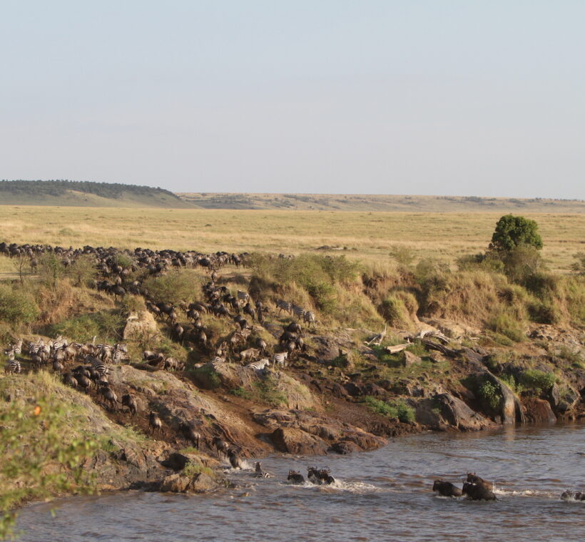 The 2026 Great Migration in Masai Mara: Your Ultimate Guide to Nature’s Greatest Show The earth trembles. Dust rises in golden clouds against the African sky. Over two million wildebeest, zebra, and gazelle thunder across the savannah in a primal rhythm that has played out for millennia. This is the Great Migration 2026, and there is no better place to witness it than Kenya’s iconic Masai Mara. If you have ever dreamed of watching predators stalk their prey, witnessing dramatic river crossings, or simply feeling the raw pulse of the wild, the Masai Mara National Reserve safari packages offered by Trunktrails Safaris will turn that dream into reality. What Makes the Great Migration 2026 So Special? The Great Migration is not just a wildlife event. It is the largest overland migration on the planet. Every year, millions of herbivores move in a continuous loop between Tanzania’s Serengeti and Kenya’s Masai Mara, following the rains and fresh grazing. The 2026 season promises to be exceptional, with early rainfall patterns suggesting lush grasslands and abundant wildlife activity. Why the Masai Mara? While the Serengeti hosts the migration for much of the year, the Masai Mara becomes the stage for the most dramatic chapters. From July through October, the herds cross into Kenya, and the Mara River becomes a theater of survival. Crocodiles wait in the murky waters. Lions patrol the banks. The wildebeest must cross or starve. The Masai Mara National Reserve covers 1,510 square kilometers of rolling grassland, acacia-dotted plains, and riverine forests. It is home to the Big Five (lion, leopard, elephant, buffalo, and rhino) and boasts one of the highest concentrations of predators in Africa. When the migration arrives, the Mara transforms into the ultimate safari destination. Wildebeest Crossing Dates: When to Visit in 2026 Timing is everything when planning your Great Migration 2026 safari. The herds do not follow a strict calendar, but decades of observation have revealed reliable patterns. July: The first herds begin crossing the Mara River. Early July is quieter, with smaller groups testing the waters. By mid-July, the crossings intensify. August: Peak migration season. Hundreds of thousands of wildebeest and zebra are in the Mara. River crossings happen almost daily, often multiple times per day. This is the best month for guaranteed sightings. September: The herds are still abundant, but some begin drifting back toward the Serengeti. Crossings continue, though less frequently. The predator action remains intense. October: The tail end of the migration. Most herds have moved south, but stragglers remain. October offers fewer crowds and excellent predator sightings as lions and cheetahs capitalize on the remaining prey. For the most dramatic Masai Mara river crossing experiences, book your safari between late July and early September. Trunktrails Safaris monitors migration patterns closely and adjusts itineraries to maximize your chances of witnessing this spectacle. The Drama of the Mara River Crossings The Mara River is the migration’s most dangerous obstacle. Steep banks, strong currents, and Nile crocodiles make every crossing a life-or-death gamble. Wildebeest gather in nervous herds, sometimes for hours, before one brave individual leaps. Then chaos erupts. Thousands plunge into the water. Some are swept away. Others are dragged under by crocodiles. Calves struggle to keep up with their mothers. The air fills with grunts, splashes, and the primal sounds of survival. On the far bank, lions and hyenas wait. The crossing is not the end of the danger. It is just the beginning. Witnessing a Mara River crossing is a privilege few travelers experience. It requires patience, timing, and local knowledge. The guides at Trunktrails Safaris have spent years tracking migration patterns and know the best crossing points. They position you for front-row seats to nature’s greatest drama. Masai Mara Safari Packages: Options for Every Traveler Trunktrails Safaris believes that every traveler deserves to experience the magic of the Masai Mara, regardless of budget. That is why we offer tours and safaris designed for every pocket. Budget Safari Masai Mara