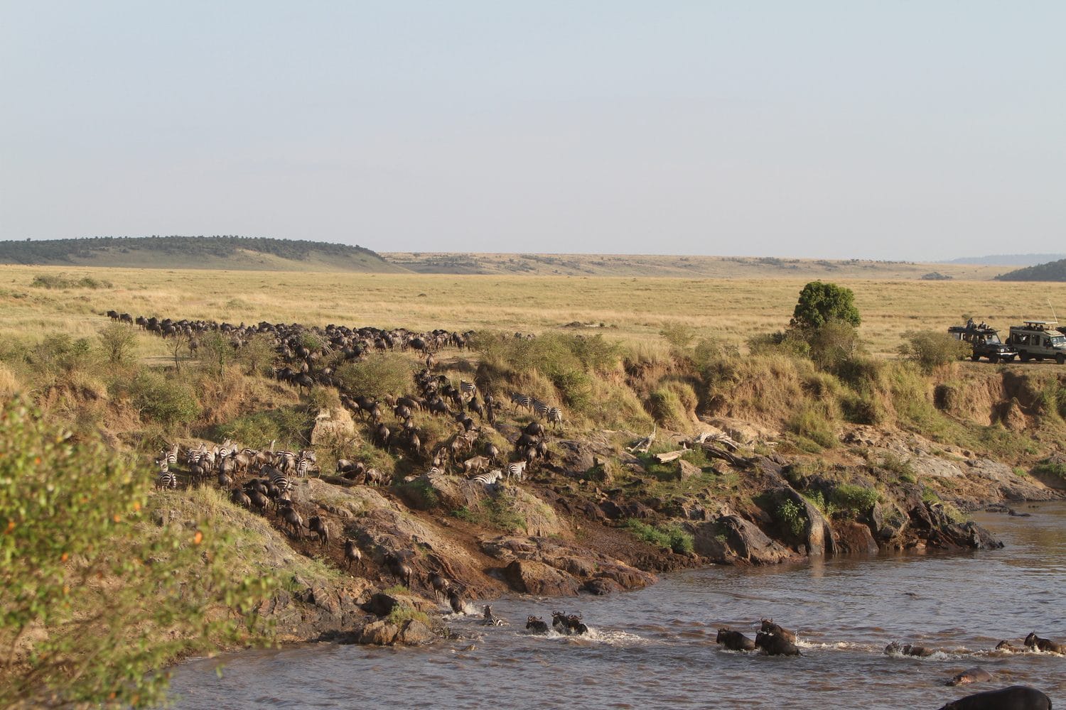 The 2026 Great Migration in Masai Mara: Your Ultimate Guide to Nature’s Greatest Show The earth trembles. Dust rises in golden clouds against the African sky. Over two million wildebeest, zebra, and gazelle thunder across the savannah in a primal rhythm that has played out for millennia. This is the Great Migration 2026, and there is no better place to witness it than Kenya’s iconic Masai Mara. If you have ever dreamed of watching predators stalk their prey, witnessing dramatic river crossings, or simply feeling the raw pulse of the wild, the Masai Mara National Reserve safari packages offered by Trunktrails Safaris will turn that dream into reality. What Makes the Great Migration 2026 So Special? The Great Migration is not just a wildlife event. It is the largest overland migration on the planet. Every year, millions of herbivores move in a continuous loop between Tanzania’s Serengeti and Kenya’s Masai Mara, following the rains and fresh grazing. The 2026 season promises to be exceptional, with early rainfall patterns suggesting lush grasslands and abundant wildlife activity. Why the Masai Mara? While the Serengeti hosts the migration for much of the year, the Masai Mara becomes the stage for the most dramatic chapters. From July through October, the herds cross into Kenya, and the Mara River becomes a theater of survival. Crocodiles wait in the murky waters. Lions patrol the banks. The wildebeest must cross or starve. The Masai Mara National Reserve covers 1,510 square kilometers of rolling grassland, acacia-dotted plains, and riverine forests. It is home to the Big Five (lion, leopard, elephant, buffalo, and rhino) and boasts one of the highest concentrations of predators in Africa. When the migration arrives, the Mara transforms into the ultimate safari destination. Wildebeest Crossing Dates: When to Visit in 2026 Timing is everything when planning your Great Migration 2026 safari. The herds do not follow a strict calendar, but decades of observation have revealed reliable patterns. July: The first herds begin crossing the Mara River. Early July is quieter, with smaller groups testing the waters. By mid-July, the crossings intensify. August: Peak migration season. Hundreds of thousands of wildebeest and zebra are in the Mara. River crossings happen almost daily, often multiple times per day. This is the best month for guaranteed sightings. September: The herds are still abundant, but some begin drifting back toward the Serengeti. Crossings continue, though less frequently. The predator action remains intense. October: The tail end of the migration. Most herds have moved south, but stragglers remain. October offers fewer crowds and excellent predator sightings as lions and cheetahs capitalize on the remaining prey. For the most dramatic Masai Mara river crossing experiences, book your safari between late July and early September. Trunktrails Safaris monitors migration patterns closely and adjusts itineraries to maximize your chances of witnessing this spectacle. The Drama of the Mara River Crossings The Mara River is the migration’s most dangerous obstacle. Steep banks, strong currents, and Nile crocodiles make every crossing a life-or-death gamble. Wildebeest gather in nervous herds, sometimes for hours, before one brave individual leaps. Then chaos erupts. Thousands plunge into the water. Some are swept away. Others are dragged under by crocodiles. Calves struggle to keep up with their mothers. The air fills with grunts, splashes, and the primal sounds of survival. On the far bank, lions and hyenas wait. The crossing is not the end of the danger. It is just the beginning. Witnessing a Mara River crossing is a privilege few travelers experience. It requires patience, timing, and local knowledge. The guides at Trunktrails Safaris have spent years tracking migration patterns and know the best crossing points. They position you for front-row seats to nature’s greatest drama. Masai Mara Safari Packages: Options for Every Traveler Trunktrails Safaris believes that every traveler deserves to experience the magic of the Masai Mara, regardless of budget. That is why we offer tours and safaris designed for every pocket. Budget Safari Masai Mara