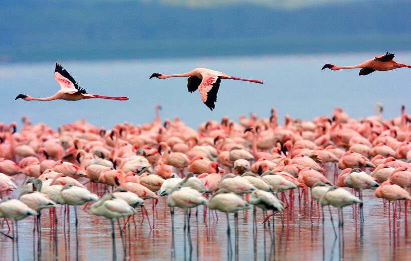 Lake Naivasha, Lake Nakuru, Masai Mara Kenyan Safaris