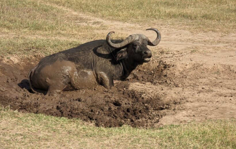 3 Days Ol Pejeta Conservancy/Sweetwater’s Sanctuary