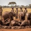 David Sheldrick Elephant Orphanage: The Nairobi Experience Every Visitor Must Have
