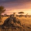 Wildlife Tours in Kenya: The Complete Guide to Kenya's Best Animal Experiences