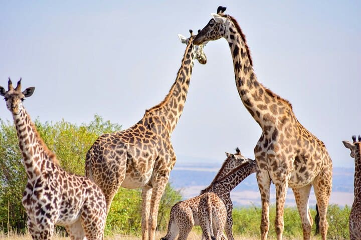 Discover the vibrant heart of Kenya with our 1-day Nairobi city excursion. This is the perfect way to experience the best of Nairobi in one day. You’ll be immersed in the city’s rich culture, wildlife, and history. Our itinerary includes visits to iconic landmarks such as the Giraffe Centre, Carnivore Restaurant, and Nairobi National Park. Kenyans are renowned for creating lovely souvenirs, which is why we take you to a mall or craft market where you can purchase them. This is an ideal trip if you are in the capital for a short time or craving an urban safari. Contact us to customize this day trip in Nairobi to your liking.