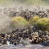 The Great Migration Kenya: Your Front-Row Seat to Nature’s Greatest Show Picture this. Two million wildebeest, zebras, and gazelles thundering across golden plains. Dust clouds rising like smoke signals. Crocodiles lurking in chocolate-brown rivers. Lions prowling the tall grass. This is not a documentary. This is the Great Migration Kenya, and you can witness it live. Every year, the Masai Mara National Reserve migration delivers one of the planet’s most dramatic wildlife spectacles. If you have ever dreamed of seeing nature in its rawest, most powerful form, this is your moment. And Trunktrails Safaris puts you right in the heart of the action. What Is the Great Migration Kenya?
