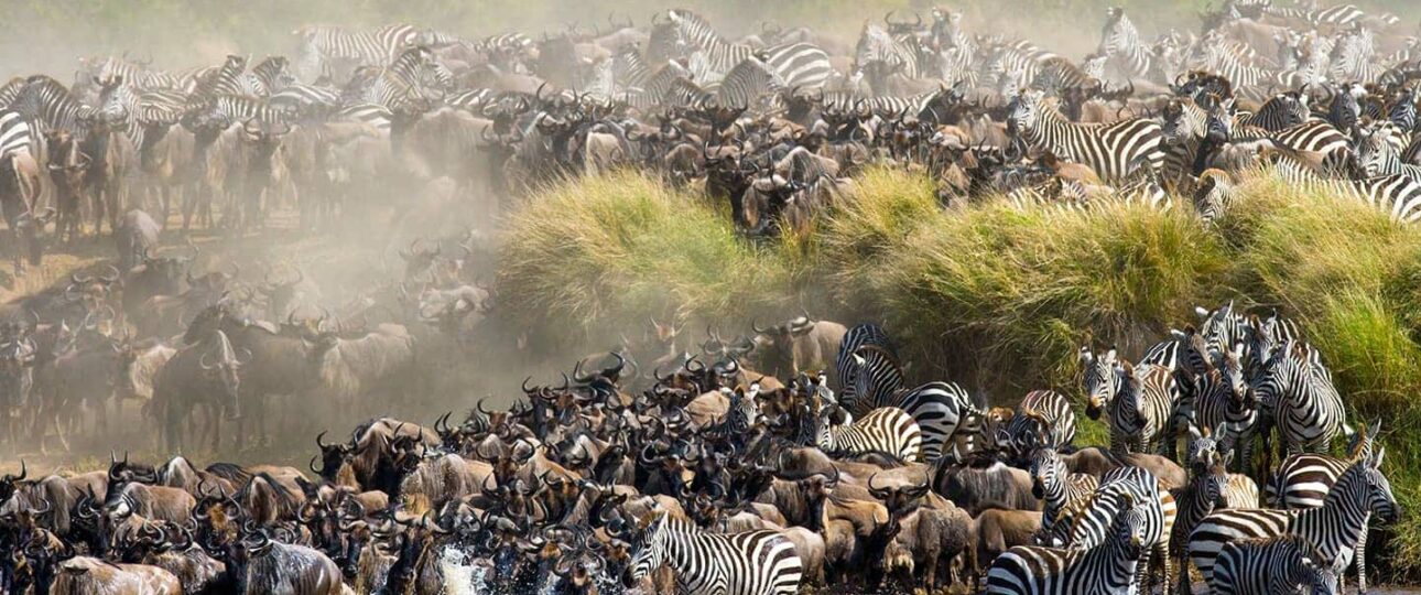 The Great Migration Kenya: Your Front-Row Seat to Nature’s Greatest Show Picture this. Two million wildebeest, zebras, and gazelles thundering across golden plains. Dust clouds rising like smoke signals. Crocodiles lurking in chocolate-brown rivers. Lions prowling the tall grass. This is not a documentary. This is the Great Migration Kenya, and you can witness it live. Every year, the Masai Mara National Reserve migration delivers one of the planet’s most dramatic wildlife spectacles. If you have ever dreamed of seeing nature in its rawest, most powerful form, this is your moment. And Trunktrails Safaris puts you right in the heart of the action. What Is the Great Migration Kenya?