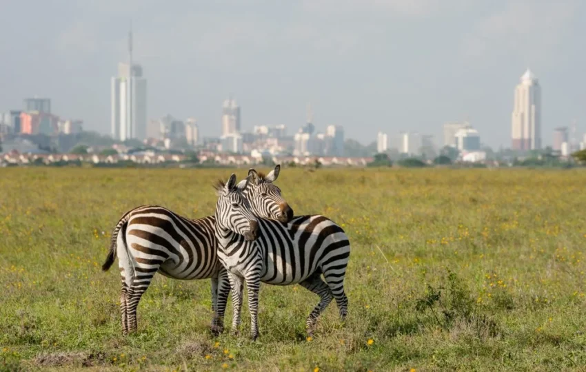 Price from USD 150 per Person Sharing Nairobi Accommodation can be arranged at an extra cost. HIGHLIGHTS Nairobi National Park is situated 6 miles (10 km) from the heart of Kenya’s capital. Established in 1946, it has 44 square miles (114 square km) of pristine savanna with a large population of migratory game animals.