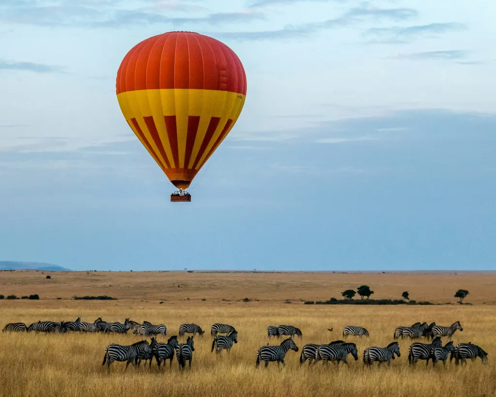 The 2026 Great Migration in Masai Mara: Your Ultimate Guide to Nature’s Greatest Show The earth trembles. Dust rises in golden clouds against the African sky. Over two million wildebeest, zebra, and gazelle thunder across the savannah in a primal rhythm that has played out for millennia. This is the Great Migration 2026, and there is no better place to witness it than Kenya’s iconic Masai Mara. If you have ever dreamed of watching predators stalk their prey, witnessing dramatic river crossings, or simply feeling the raw pulse of the wild, the Masai Mara National Reserve safari packages offered by Trunktrails Safaris will turn that dream into reality. What Makes the Great Migration 2026 So Special? The Great Migration is not just a wildlife event. It is the largest overland migration on the planet. Every year, millions of herbivores move in a continuous loop between Tanzania’s Serengeti and Kenya’s Masai Mara, following the rains and fresh grazing. The 2026 season promises to be exceptional, with early rainfall patterns suggesting lush grasslands and abundant wildlife activity. Why the Masai Mara? While the Serengeti hosts the migration for much of the year, the Masai Mara becomes the stage for the most dramatic chapters. From July through October, the herds cross into Kenya, and the Mara River becomes a theater of survival. Crocodiles wait in the murky waters. Lions patrol the banks. The wildebeest must cross or starve. The Masai Mara National Reserve covers 1,510 square kilometers of rolling grassland, acacia-dotted plains, and riverine forests. It is home to the Big Five (lion, leopard, elephant, buffalo, and rhino) and boasts one of the highest concentrations of predators in Africa. When the migration arrives, the Mara transforms into the ultimate safari destination. Wildebeest Crossing Dates: When to Visit in 2026 Timing is everything when planning your Great Migration 2026 safari. The herds do not follow a strict calendar, but decades of observation have revealed reliable patterns. July: The first herds begin crossing the Mara River. Early July is quieter, with smaller groups testing the waters. By mid-July, the crossings intensify. August: Peak migration season. Hundreds of thousands of wildebeest and zebra are in the Mara. River crossings happen almost daily, often multiple times per day. This is the best month for guaranteed sightings. September: The herds are still abundant, but some begin drifting back toward the Serengeti. Crossings continue, though less frequently. The predator action remains intense. October: The tail end of the migration. Most herds have moved south, but stragglers remain. October offers fewer crowds and excellent predator sightings as lions and cheetahs capitalize on the remaining prey. For the most dramatic Masai Mara river crossing experiences, book your safari between late July and early September. Trunktrails Safaris monitors migration patterns closely and adjusts itineraries to maximize your chances of witnessing this spectacle. The Drama of the Mara River Crossings The Mara River is the migration’s most dangerous obstacle. Steep banks, strong currents, and Nile crocodiles make every crossing a life-or-death gamble. Wildebeest gather in nervous herds, sometimes for hours, before one brave individual leaps. Then chaos erupts. Thousands plunge into the water. Some are swept away. Others are dragged under by crocodiles. Calves struggle to keep up with their mothers. The air fills with grunts, splashes, and the primal sounds of survival. On the far bank, lions and hyenas wait. The crossing is not the end of the danger. It is just the beginning. Witnessing a Mara River crossing is a privilege few travelers experience. It requires patience, timing, and local knowledge. The guides at Trunktrails Safaris have spent years tracking migration patterns and know the best crossing points. They position you for front-row seats to nature’s greatest drama. Masai Mara Safari Packages: Options for Every Traveler Trunktrails Safaris believes that every traveler deserves to experience the magic of the Masai Mara, regardless of budget. That is why we offer tours and safaris designed for every pocket. Budget Safari Masai Mara