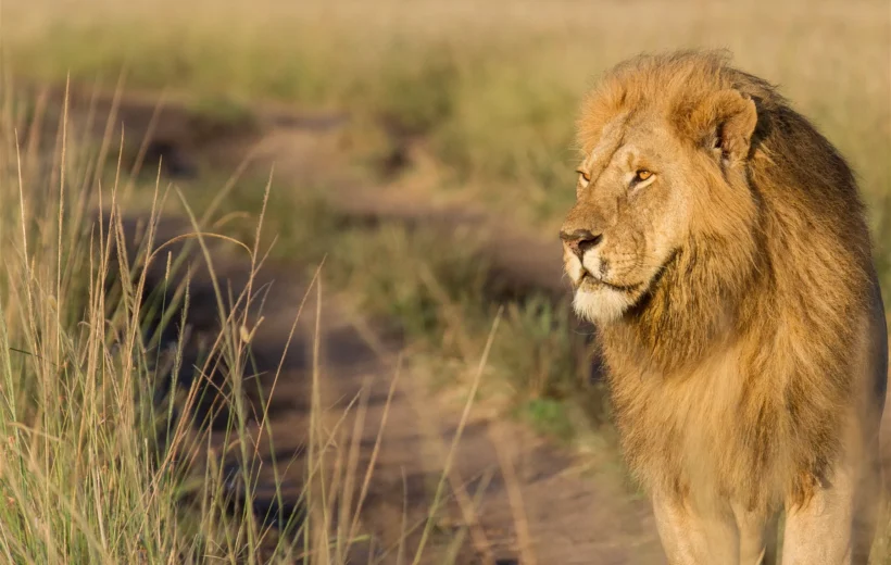 Masai Mara Safari Holiday