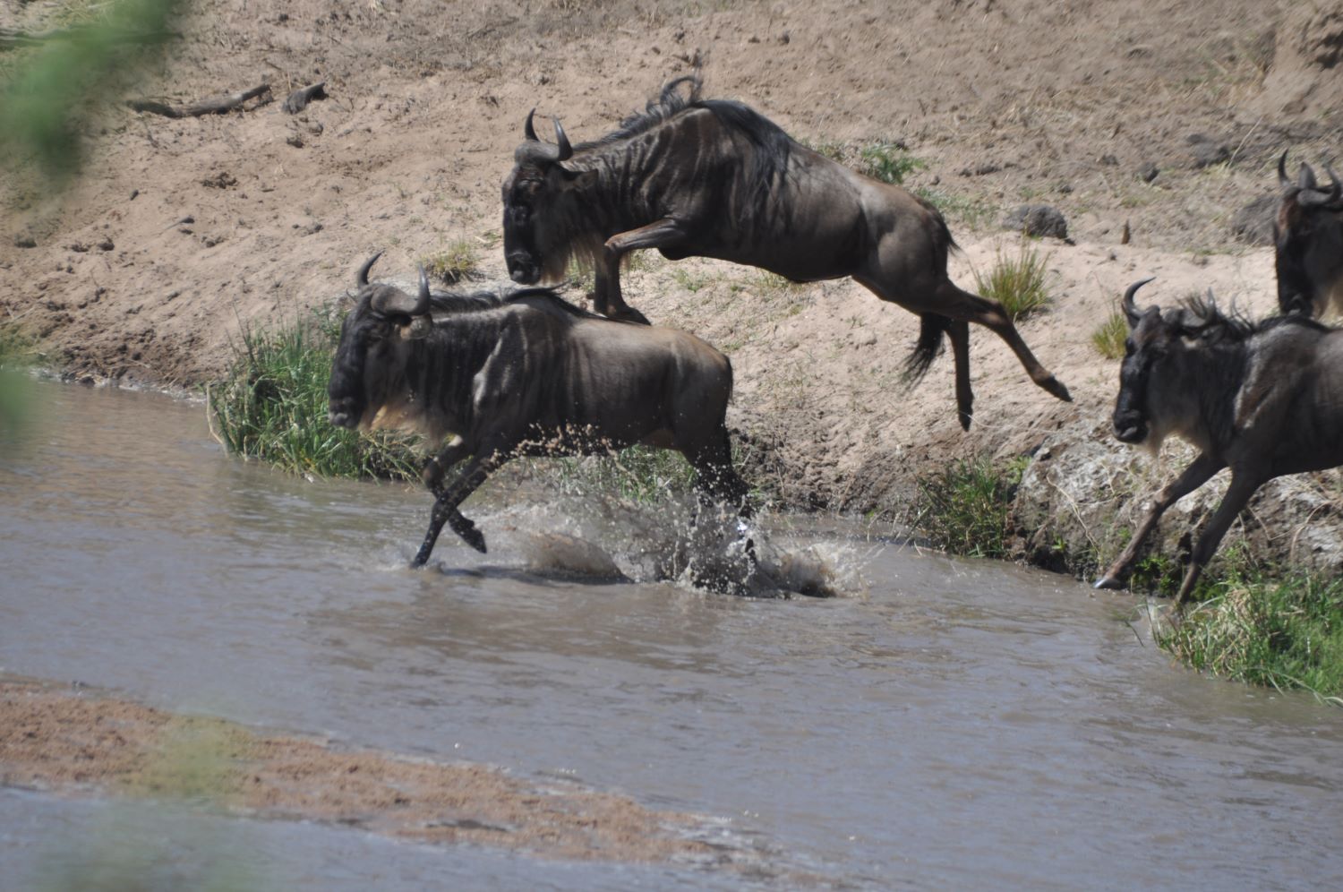 Masai Mara National Reserve