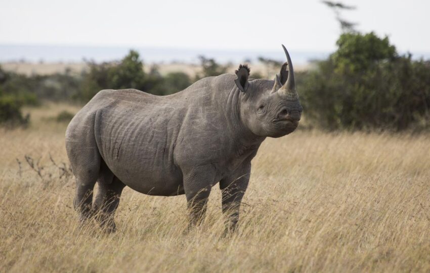 If you’ve ever wanted to explore Kenya the way it’s meant to be explored (wide open, wildly alive, and personal), this safari is for you. This seven-day Kenya safari lets you travel through Kenya’s most famous landscapes in a private 4x4 vehicle. You will be guided by our expert safari guides and surrounded by unique wildlife. The three iconic destinations, Amboseli, Ol Pejeta, and Masai Mara, are fused into one seamless journey. You can customize this safari to your liking. Contact us today.