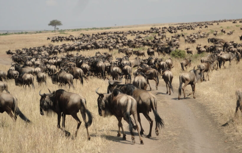 Wildebeest Migration Safari Masai Mara