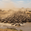 Best Time to See the Wildebeest Migration in Kenya: Month-by-Month Guide 2026 📸