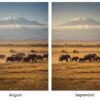 August vs September in Amboseli: Which Month Is Better?