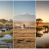 Amboseli Swamp Wildlife vs Open Plains Wildlife