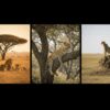 Lions vs Leopards vs Cheetahs in the Masai Mara: Three Big Cats, Three Completely Different Safari Experiences