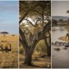Olare Motorogi vs Naboisho vs Mara North: Which Masai Mara Conservancy Is Right for You?