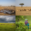 Dry Season vs Wet Season Wildlife Behaviour in the Masai Mara: A Safari Guide