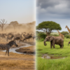 Dry Season vs Wet Season Wildlife Behaviour in the Masai Mara: A Safari Guide