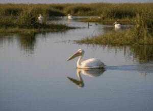 Gallery Thumbnail 4