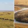 Masai Mara July vs August: The Two Peak Migration Months Compared