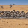 Best Time to Visit Kenya for Safari: A Month-by-Month Guide