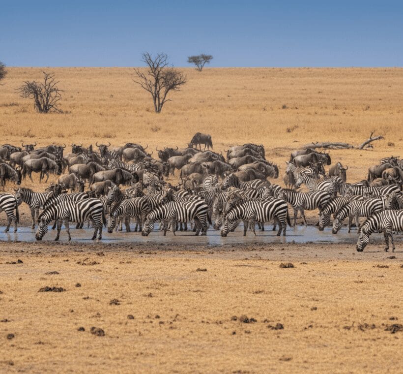 Best Time to Visit Kenya for Safari: A Month-by-Month Guide