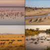 Birdwatching Safari vs Mammal Safari in Kenya: A Complete Comparison