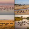 Birdwatching Safari vs Mammal Safari in Kenya: A Complete Comparison