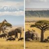 Kenya vs Tanzania Safari: Which East African Country Is Right for You