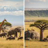 Kenya vs Tanzania Safari: Which East African Country Is Right for You