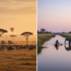 Kenya vs Botswana Safari: East Africa vs Southern Africa Compared