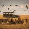 Predator Sightings at Kills vs Casual Wildlife on Safari: Two Different Experiences