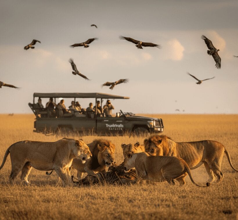 Predator Sightings at Kills vs Casual Wildlife on Safari: Two Different Experiences