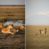 Lions vs Cheetahs in Amboseli