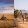 Masai Mara vs Samburu: Which Kenya Safari Should You Choose?