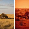 Masai Mara vs Tsavo East: A Complete Safari Comparison for Kenya Travellers