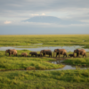 Amboseli in May: Weather, Wildlife, and Timing Guide