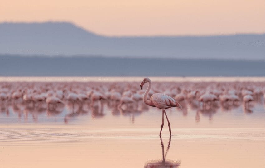 9-Day Kenya Grand Safari — Samburu, Ol Pejeta, Nakuru, Naivasha & Masai Mara
