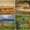 Masai Mara October vs November: Which Month After Migration Season Is Better?