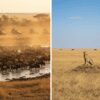 Masai Mara Peak Season vs Shoulder Season: When Should You Actually Visit?