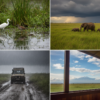 Long Rains vs Short Rains in Amboseli: Which Works Better?
