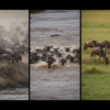 The Masai Mara Great Migration: Everything You Need to Know 🦁