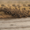 Responsible Wildebeest Migration Safari Kenya
